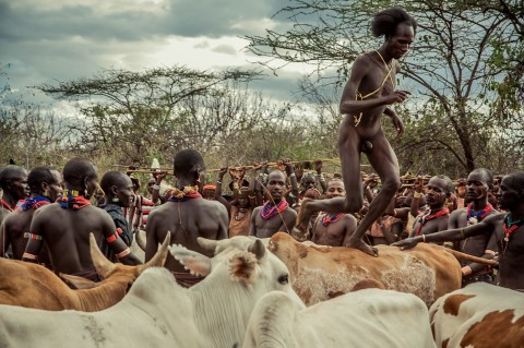 Salto del toro de la tribu Hammer, ceremonia Bull Jumping en Etiopía