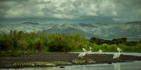 Pelícanos y cocodrilos en lago de Bahir dar, Etiopía