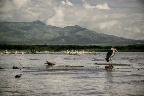 Pelícanos en lago de Bahir dar, Etiopía